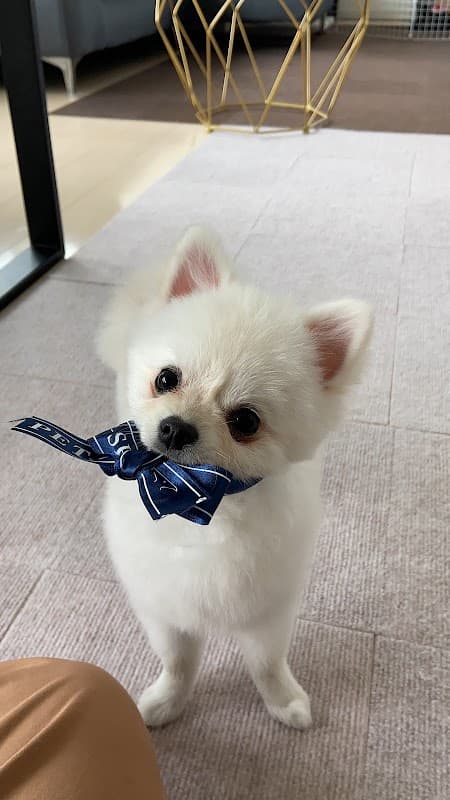 PET-SPA高輪店の写真3
