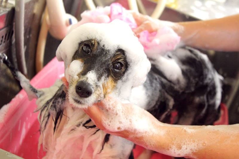 PET-SPA高輪店の写真4