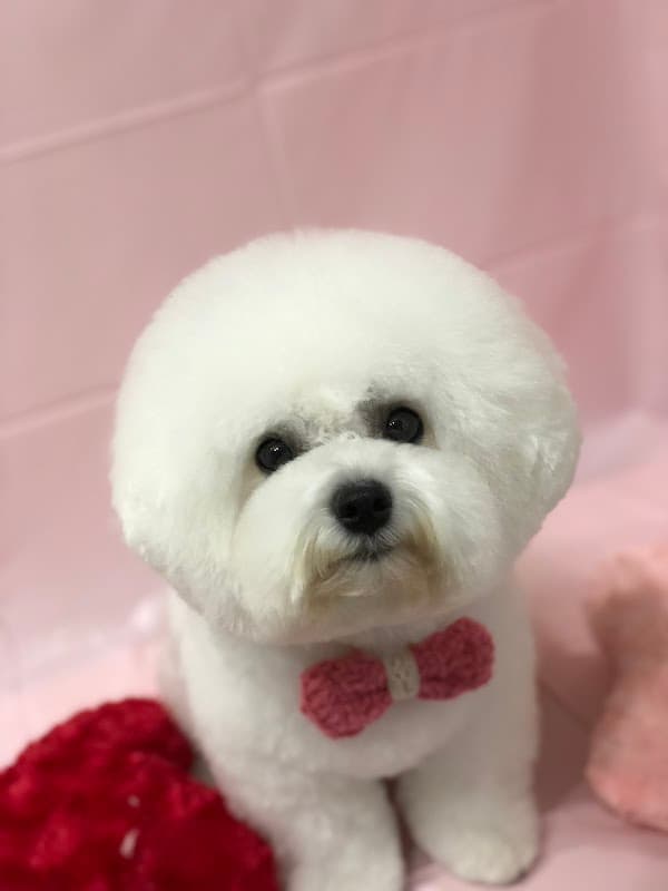 Dog Salon Treesの写真