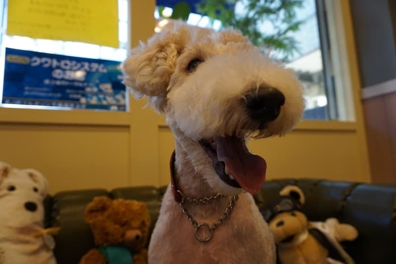 DOG SALON roomの写真