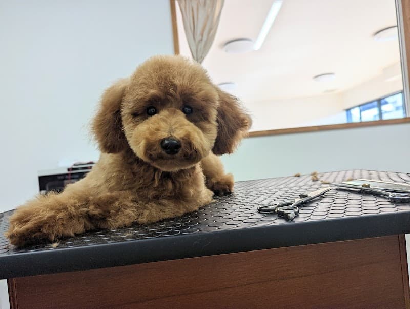 トリミングサロン PAWSの写真1