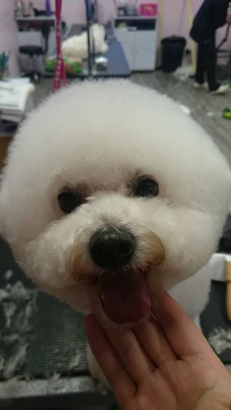トリミングサロン PAWSの写真5
