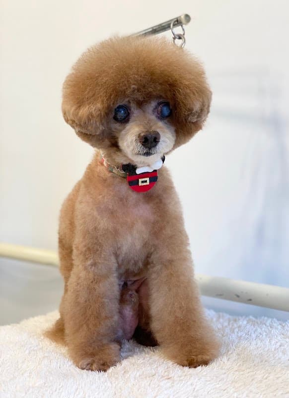 Dog Salon ぽちちの写真