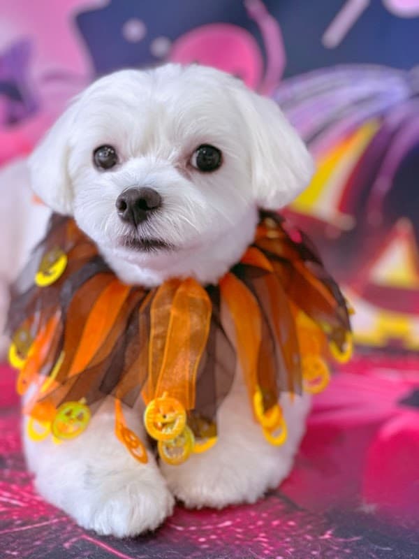 dog trimming cherieCOCO(シェリーココ)の写真1