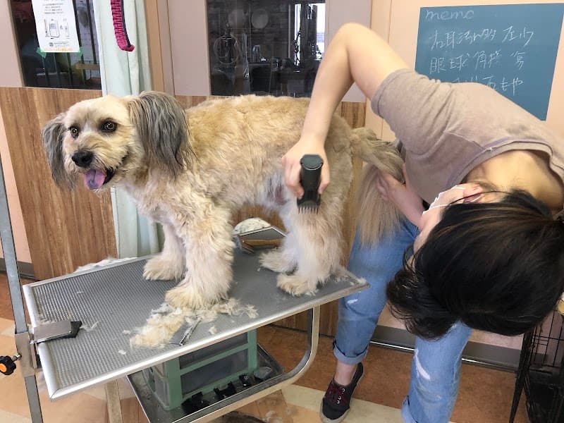 BLOOM犬の皮膚を育てるサロンの店内・トリミングの様子(2枚目)