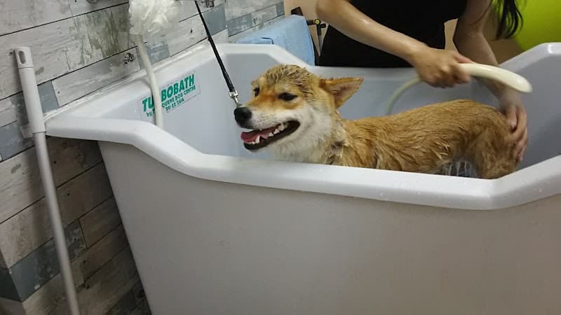 BLOOM犬の皮膚を育てるサロンの写真5