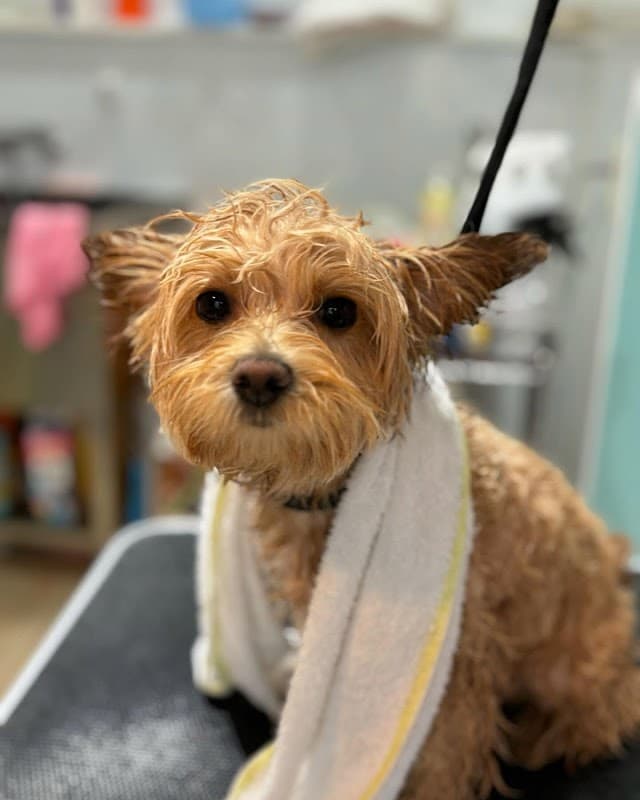 petsalon Spica ペットサロン スピカの写真
