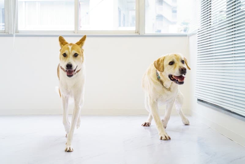 Petsalon J&Cの写真1