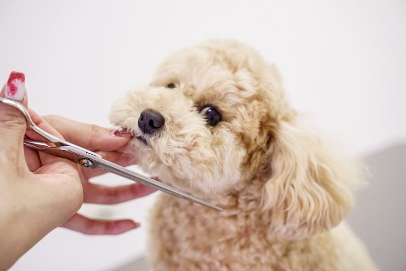 Petsalon J&Cの写真2