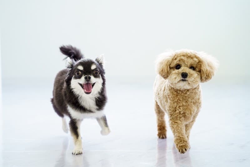 Petsalon J&Cの写真4