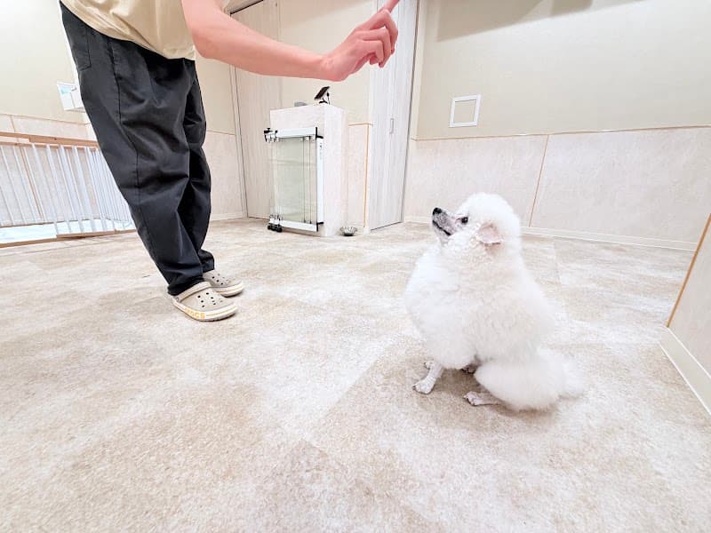 犬のトレーニング・トリミングサロン・ペットホテル|nicoの写真1