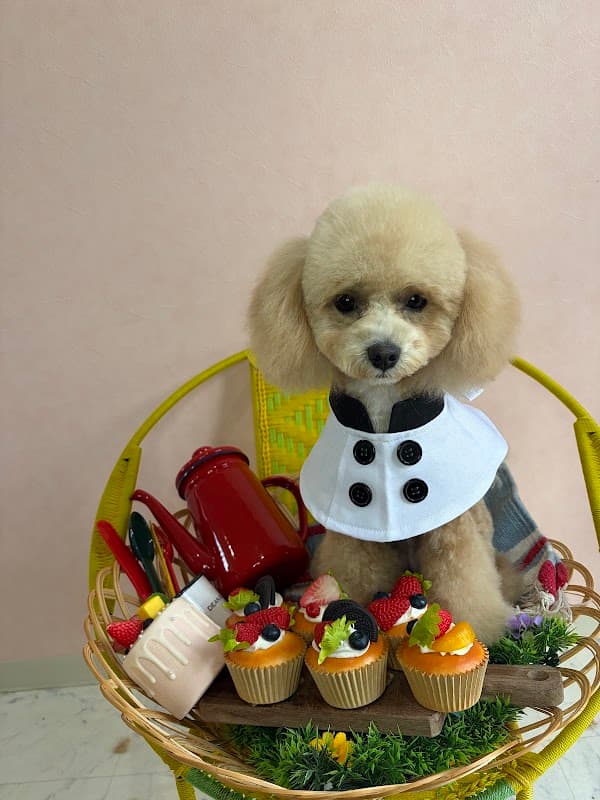 haran & dogsalon haran(ドックサロン)の写真