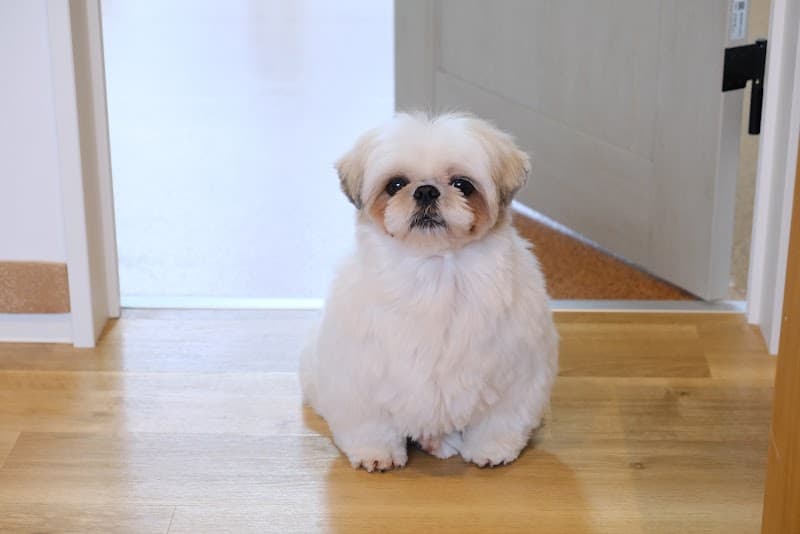 Dog Salon りとるぱうずの写真