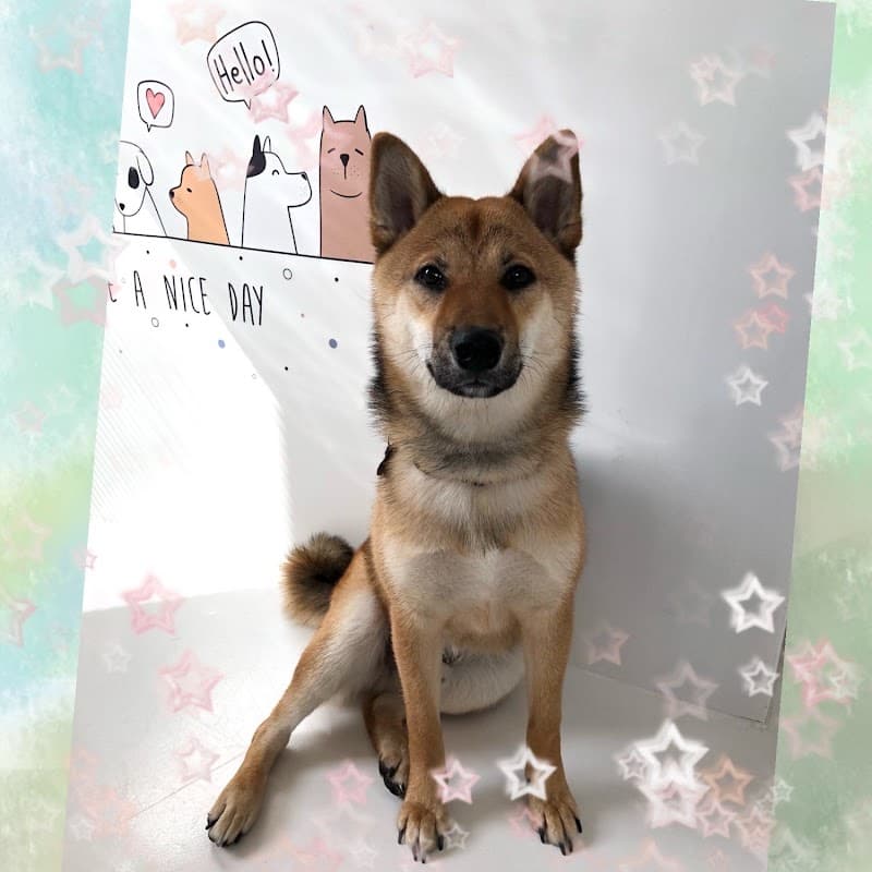 ペットホテル SWEET HOMEの写真