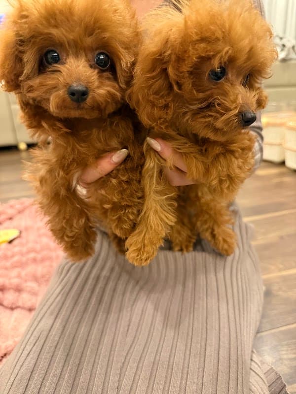 トイプードル専門店 ブンゴヒルズの写真5