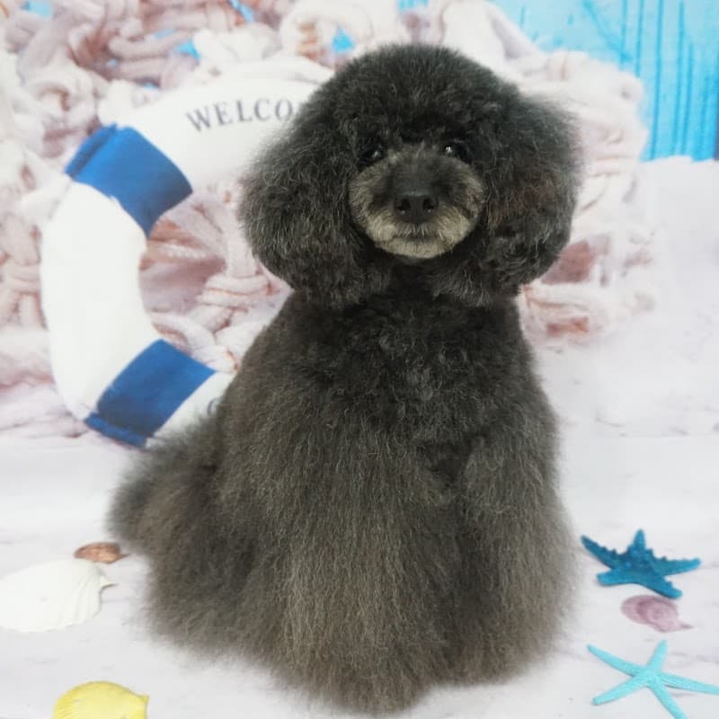 Dogsalon_Lulu Moppelの写真
