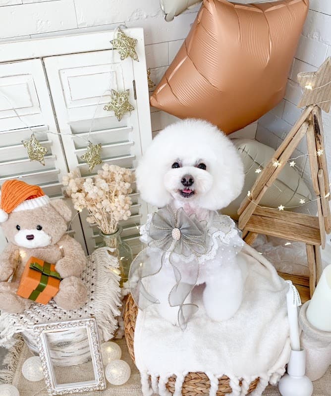 dog salon Roomie Roomieの写真