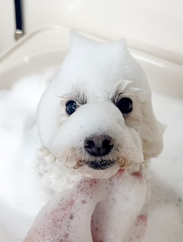 dog salon Roomie Roomieの写真2