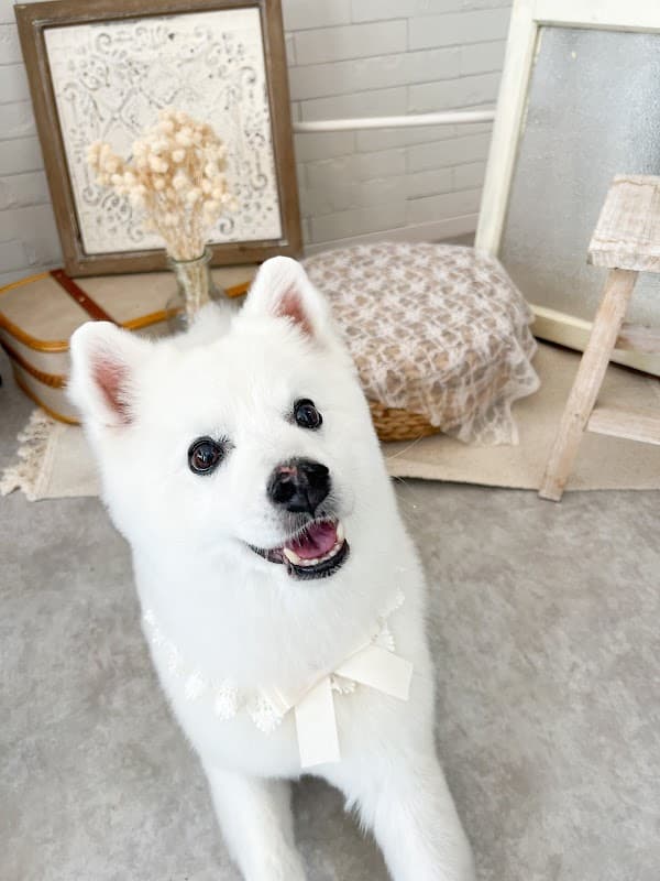 dog salon Roomie Roomieの写真3