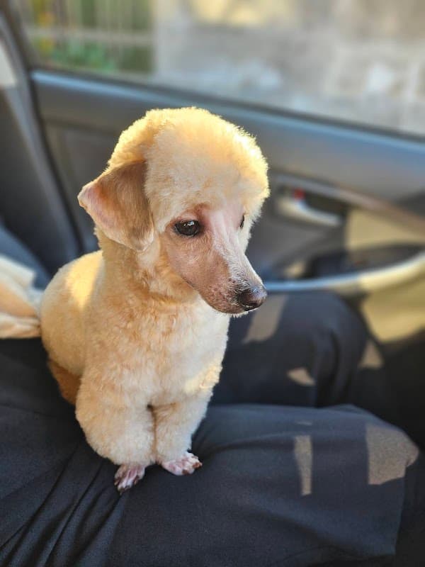 Petsalon&Hotel ききららの写真