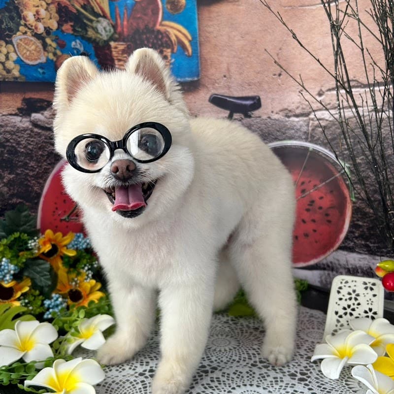 マッシュルームの写真