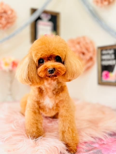 ドッグプレイスの写真