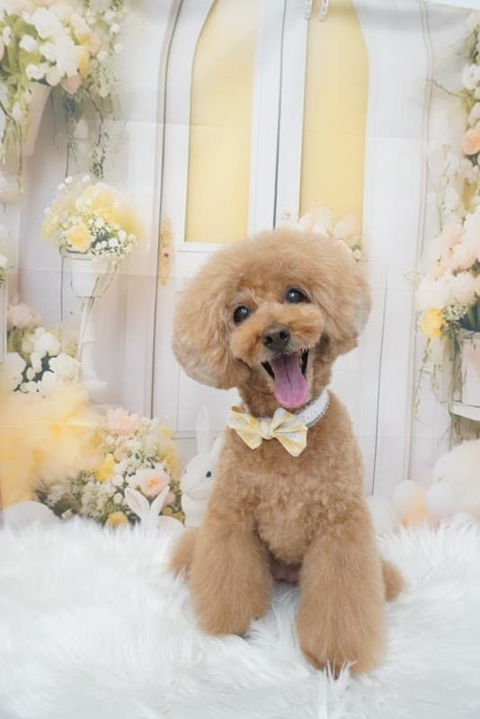Dog salon Bellの写真1