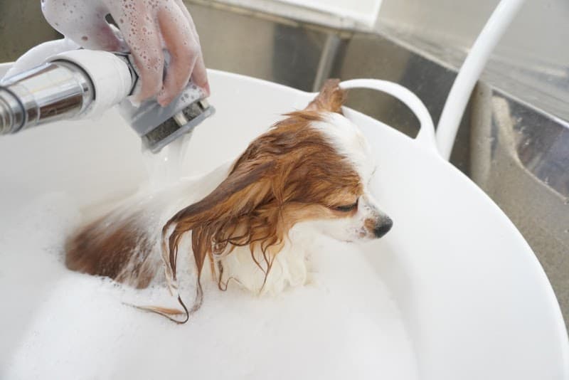 Dog salon Bellの写真2