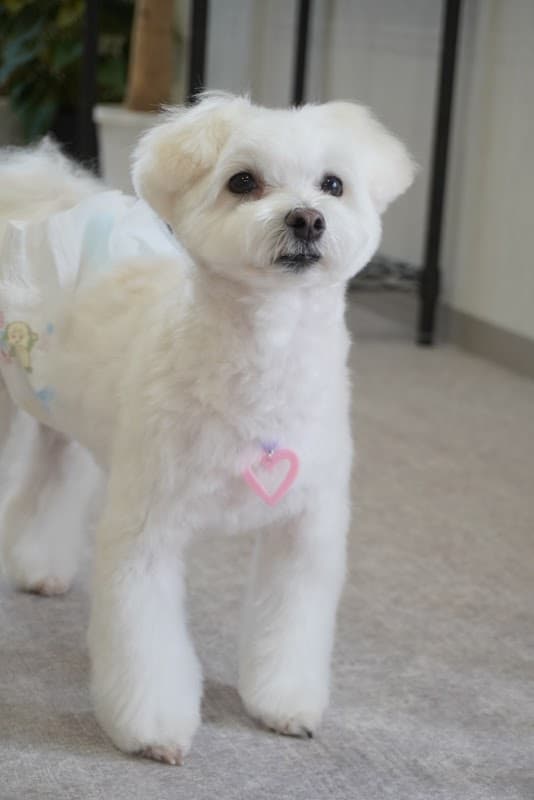 Dog salon Bellの写真3
