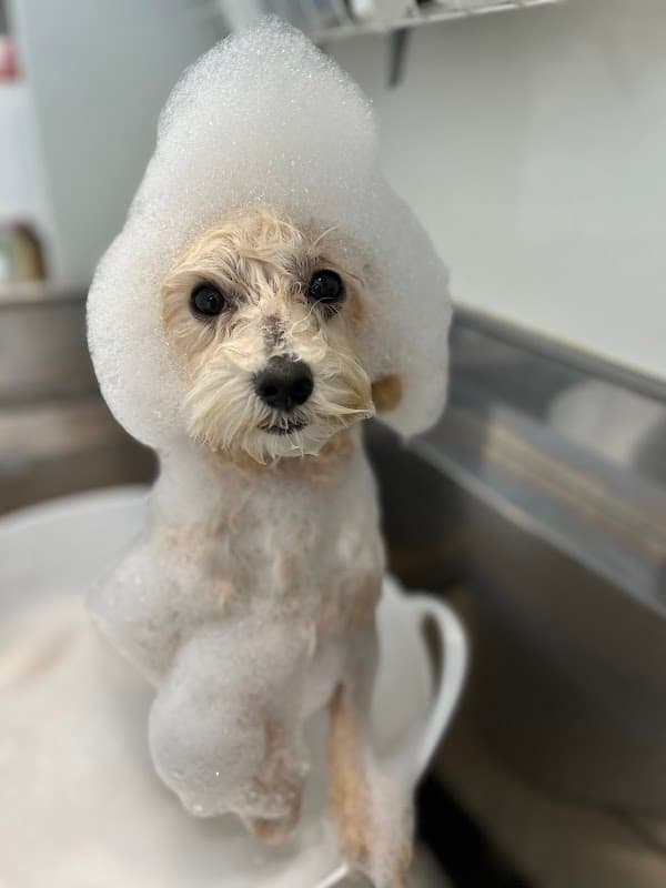 Trimming Salon DOG LOVESTの写真1
