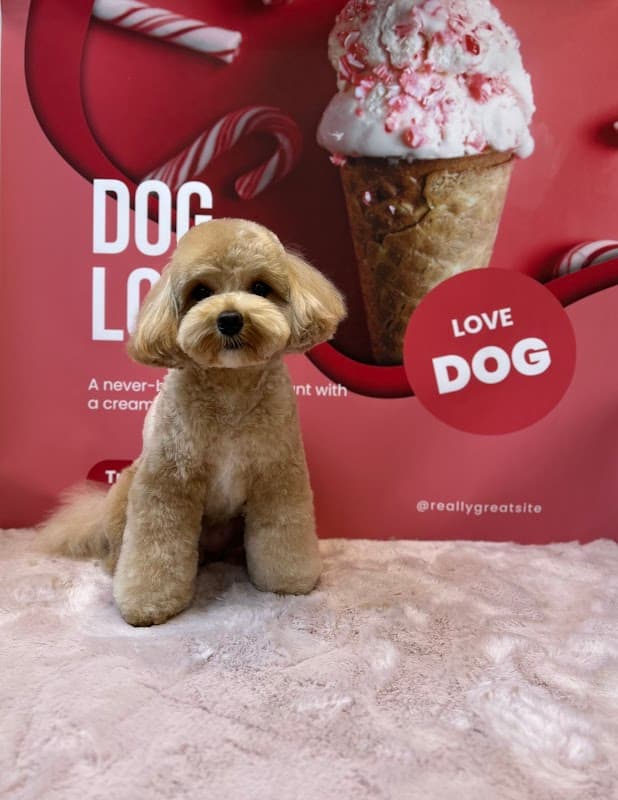 Trimming Salon DOG LOVESTの写真2