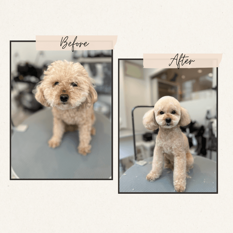 Trimming Salon DOG LOVESTの写真3