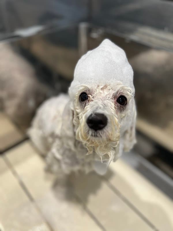 Trimming Salon DOG LOVESTの写真4