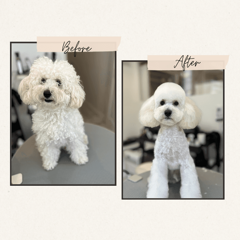 Trimming Salon DOG LOVESTの写真5