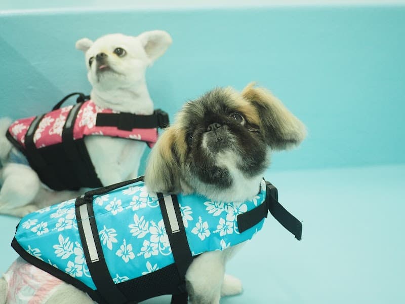 Riviera Dog Chigasaki/ペットホテル/室内ドッグランの写真1