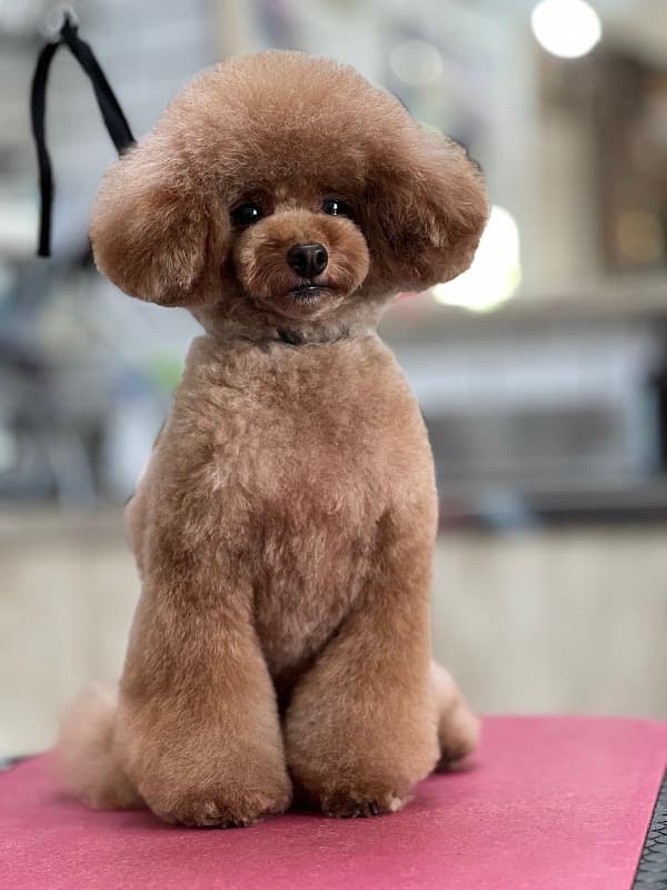 DOG’S BARBER BEARDSの写真1