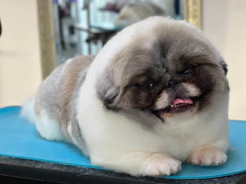DOG’S BARBER BEARDSの写真4