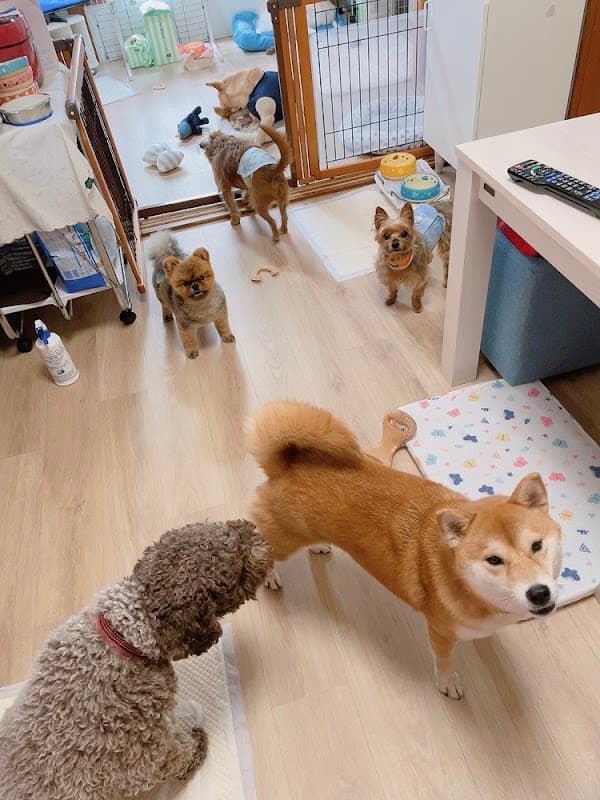 ペットホテル エルフィ elfiの写真