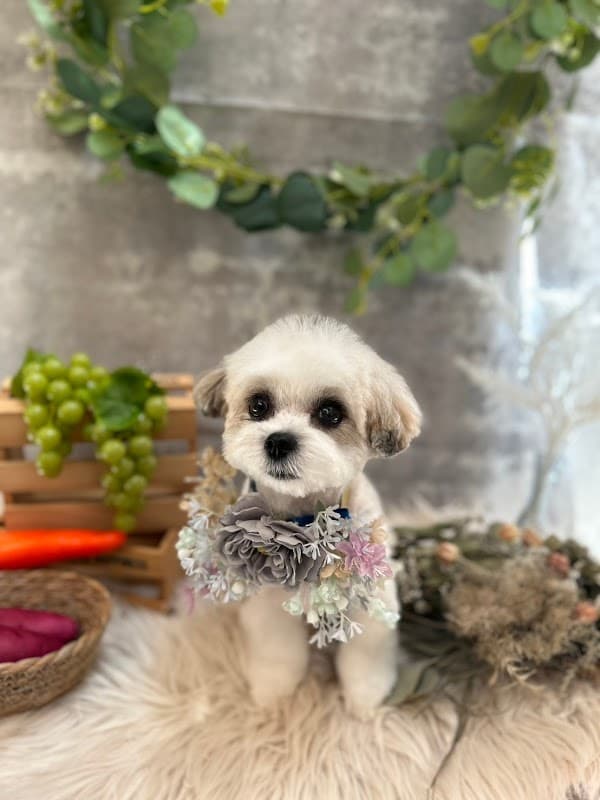 dog salon Peleの写真