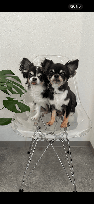DOG SALON ON(ドッグサロン・オン)の写真