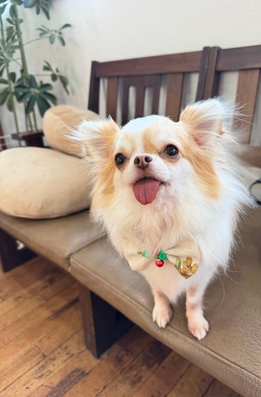 dogsalon with... (ドッグサロン ウィズ)の写真