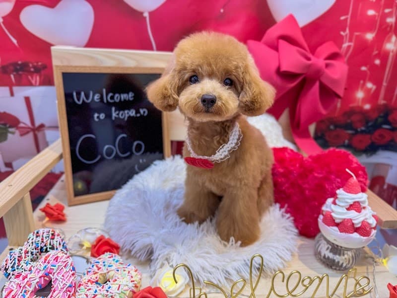 dog salon kopa_nの写真