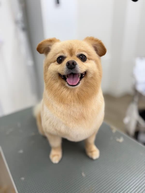 トリミングサロンand Bの写真5