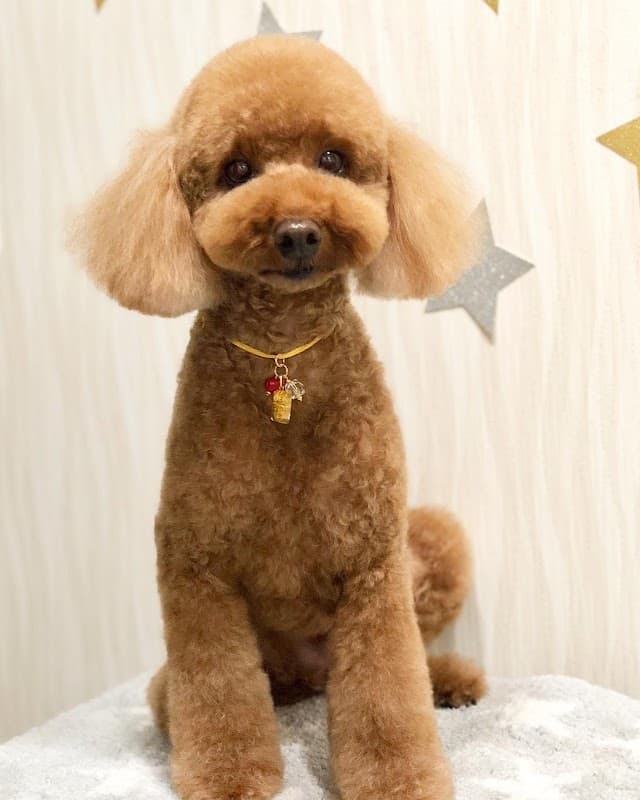 Dog Salon WanRoom あわら市トリミングの写真