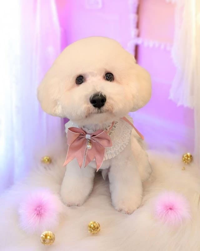 ペットサロン SORA COCOの写真2