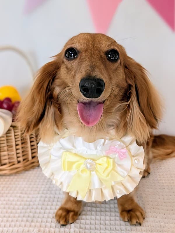 ペットサロン SORA COCOの写真3