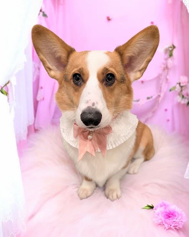 ペットサロン SORA COCOの写真5