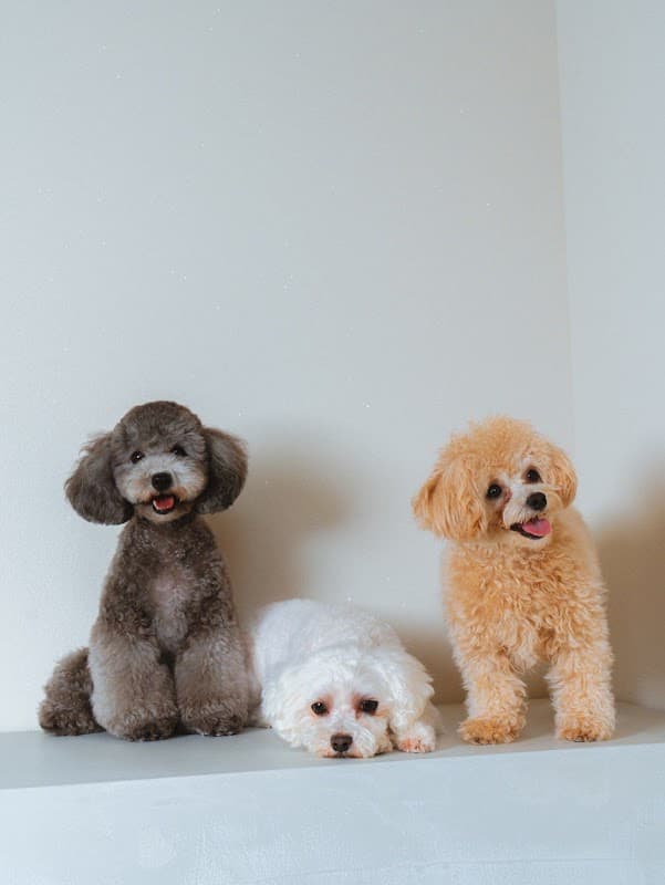 dog salon FETCHの写真