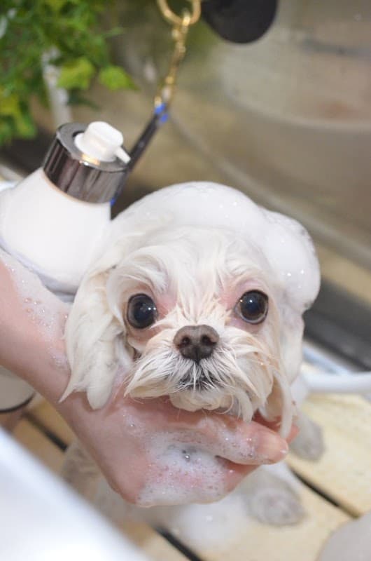 Dog salon OLLIE MAGICの写真1