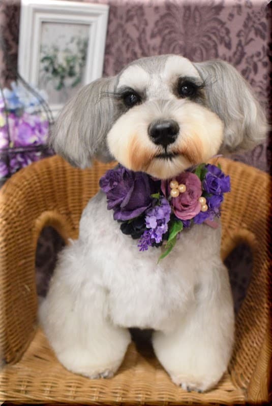 Dog salon OLLIE MAGICの写真3